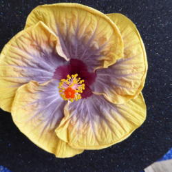 Location: Pinellas Park, FL
Date: 2016-05-29
Sunset Chapter, American Hibiscus Society show, Winner Open Colle