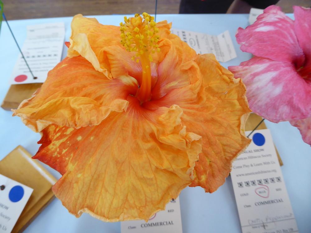 Photo of Tropical Hibiscus (Hibiscus rosa-sinensis 'Cajun Orange Crush') uploaded by mellielong