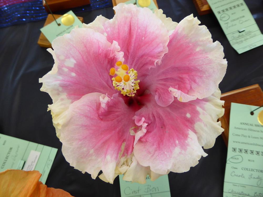 Photo of Tropical Hibiscus (Hibiscus rosa-sinensis 'C'est Bon') uploaded by mellielong