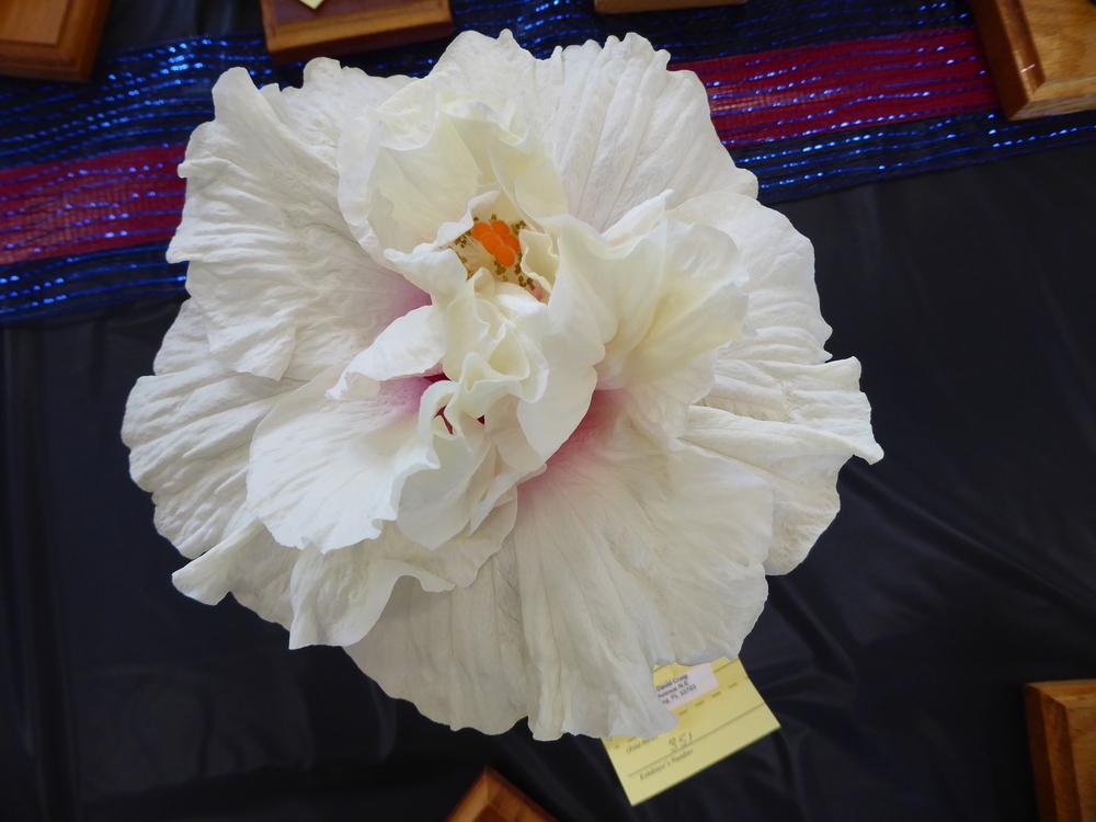 Photo of Tropical Hibiscus (Hibiscus rosa-sinensis 'Moonlight Madness') uploaded by mellielong