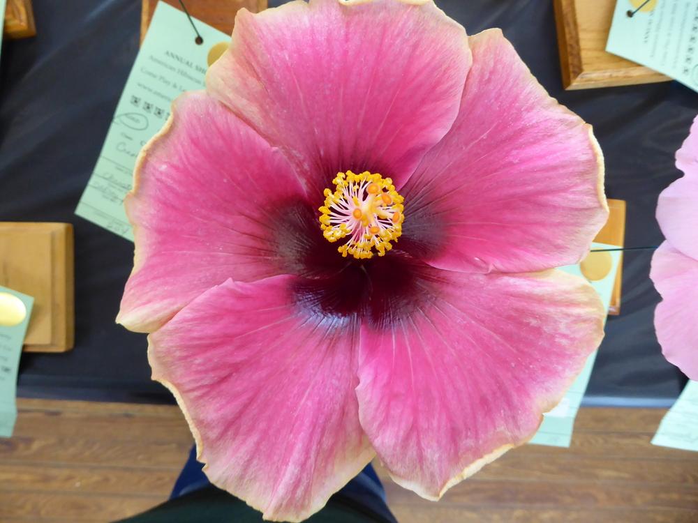 Photo of Tropical Hibiscus (Hibiscus rosa-sinensis 'Love Bite') uploaded by mellielong