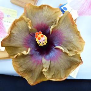 Sunset Chapter, American Hibiscus Society show and sale