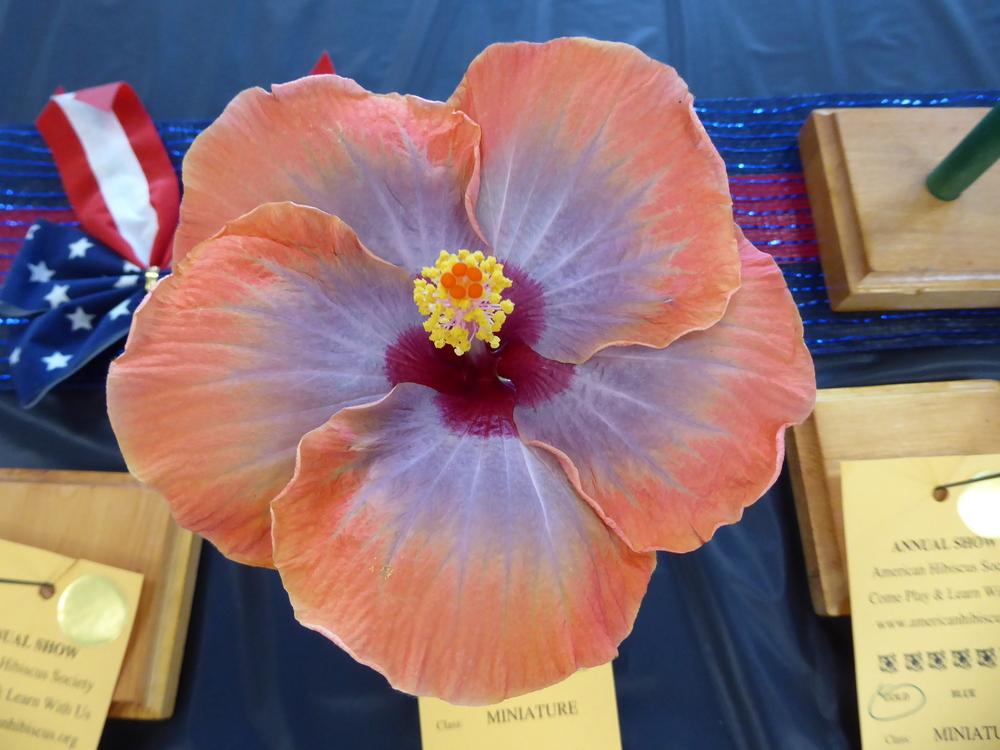 Photo of Tropical Hibiscus (Hibiscus rosa-sinensis 'Voodoo Queen') uploaded by mellielong