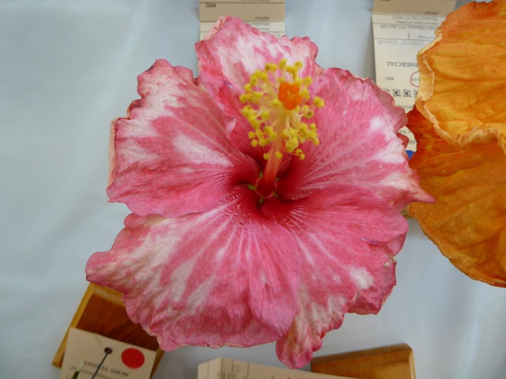 Photo of Tropical Hibiscus (Hibiscus rosa-sinensis 'Peppermint') uploaded by mellielong
