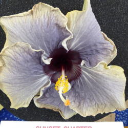 Location: Pinellas Park, FL
Date: 2016-05-29
Sunset Chapter, American Hibiscus Society show, Winner Commercial