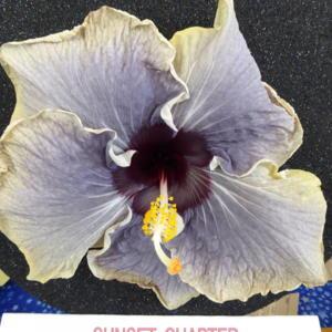 Sunset Chapter, American Hibiscus Society show, Winner Commercial