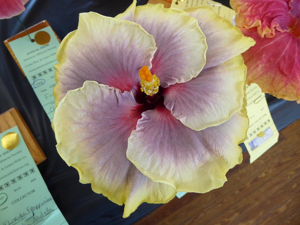 Photo of Tropical Hibiscus (Hibiscus rosa-sinensis 'Tahitian Taui') uploaded by mellielong