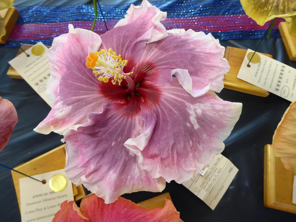Photo of Tropical Hibiscus (Hibiscus rosa-sinensis 'Zydeco') uploaded by mellielong