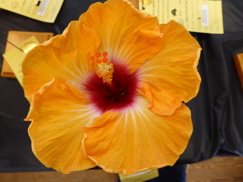 Photo of Tropical Hibiscus (Hibiscus rosa-sinensis 'Light My Fire') uploaded by mellielong