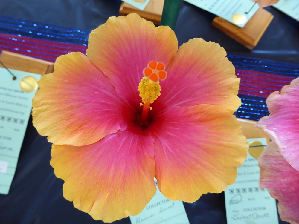 Photo of Tropical Hibiscus (Hibiscus rosa-sinensis 'Hawaiian Sunset') uploaded by mellielong