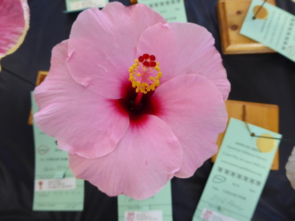 Photo of Tropical Hibiscus (Hibiscus rosa-sinensis 'Candy Wind') uploaded by mellielong