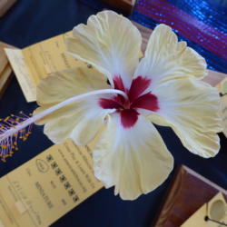 Location: Pinellas Park, FL
Date: 2016-05-29
Sunset Chapter, American Hibiscus Society show and sale