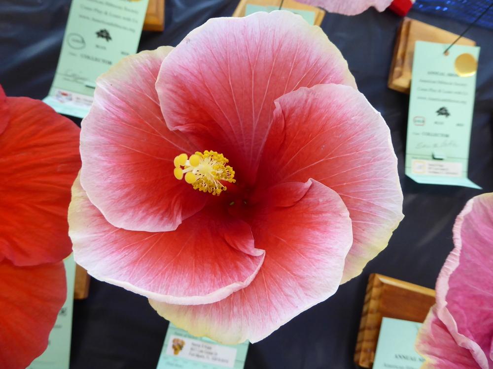 Photo of Tropical Hibiscus (Hibiscus rosa-sinensis 'Pohai Ke Aloha') uploaded by mellielong