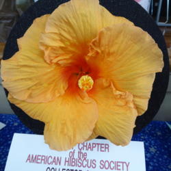 Location: Pinellas Park, FL
Date: 2016-05-29
Sunset Chapter, American Hibiscus Society show, Winner Collector 