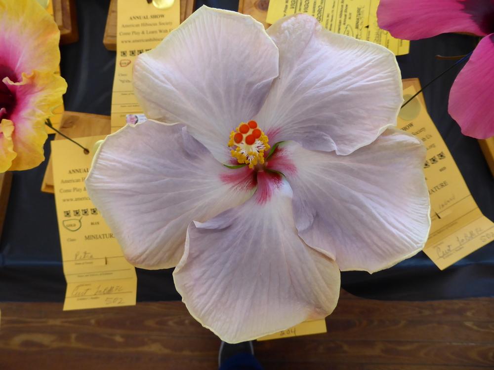 Photo of Tropical Hibiscus (Hibiscus rosa-sinensis 'Cajun Blue Star') uploaded by mellielong