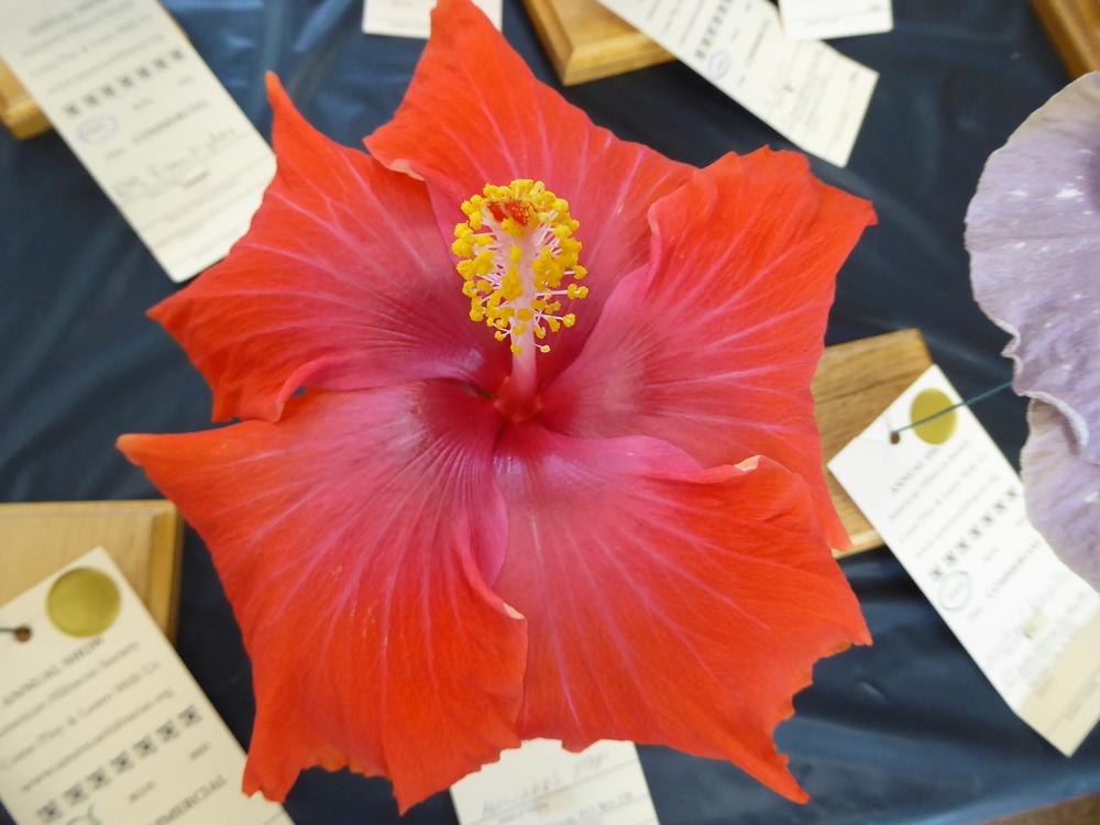 Photo of Tropical Hibiscus (Hibiscus rosa-sinensis 'Howard's Stage') uploaded by mellielong