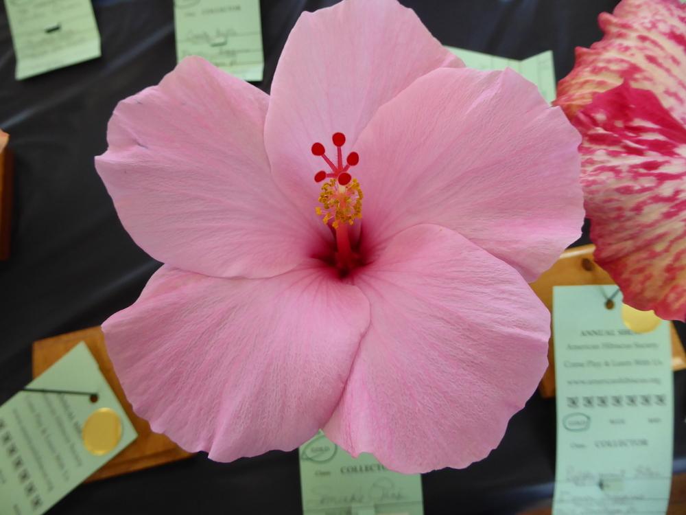 Photo of Tropical Hibiscus (Hibiscus rosa-sinensis 'Seminole Pink') uploaded by mellielong
