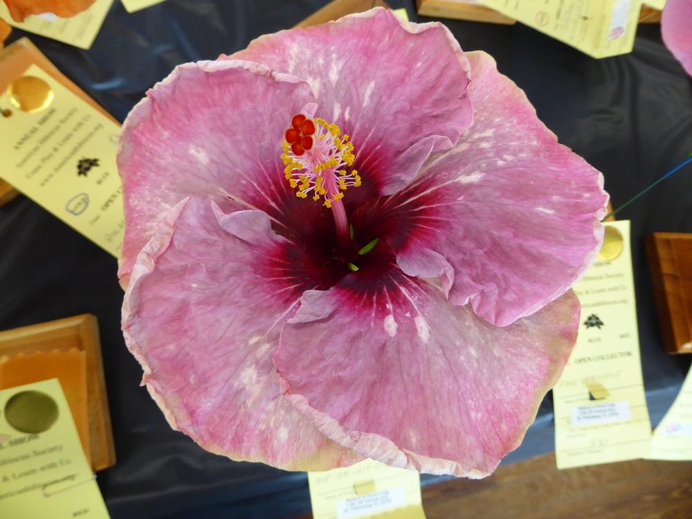 Photo of Tropical Hibiscus (Hibiscus rosa-sinensis 'Me-Oh My-Oh') uploaded by mellielong