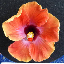 Location: Pinellas Park, FL
Date: 2016-05-29
Sunset Chapter, American Hibiscus Society show, Winner Amateur Sw