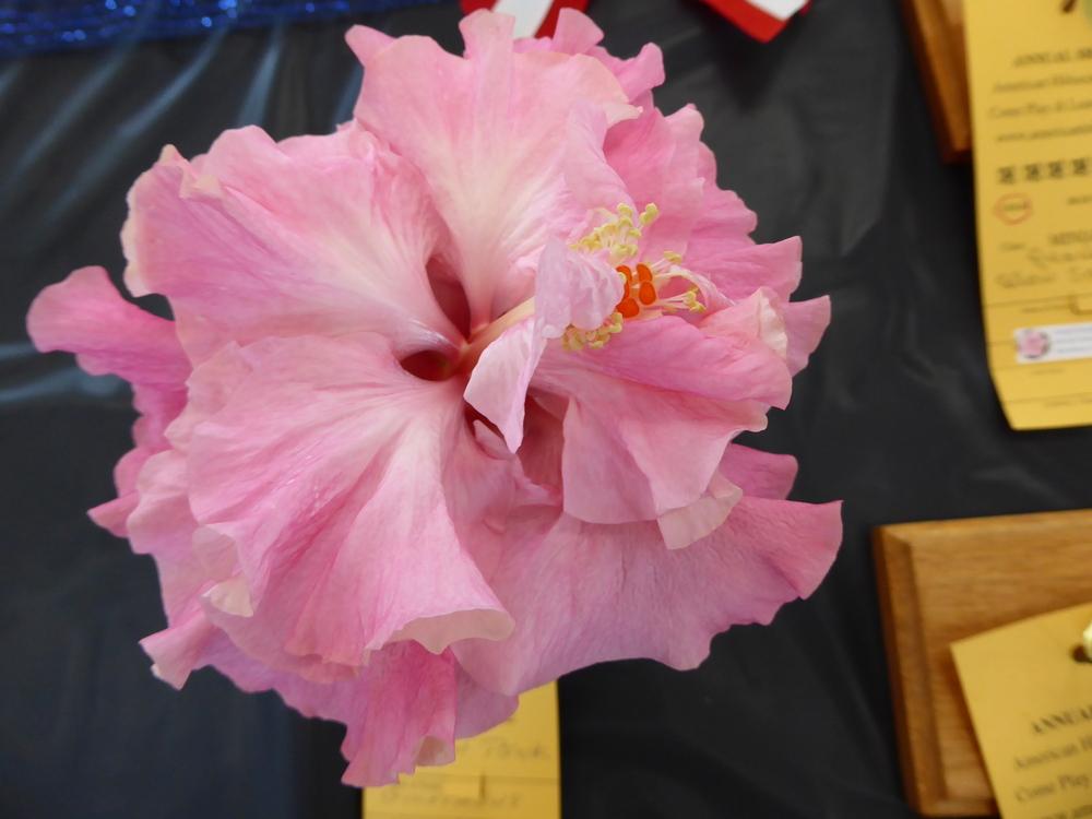 Photo of Tropical Hibiscus (Hibiscus rosa-sinensis 'Chiffon Pink') uploaded by mellielong