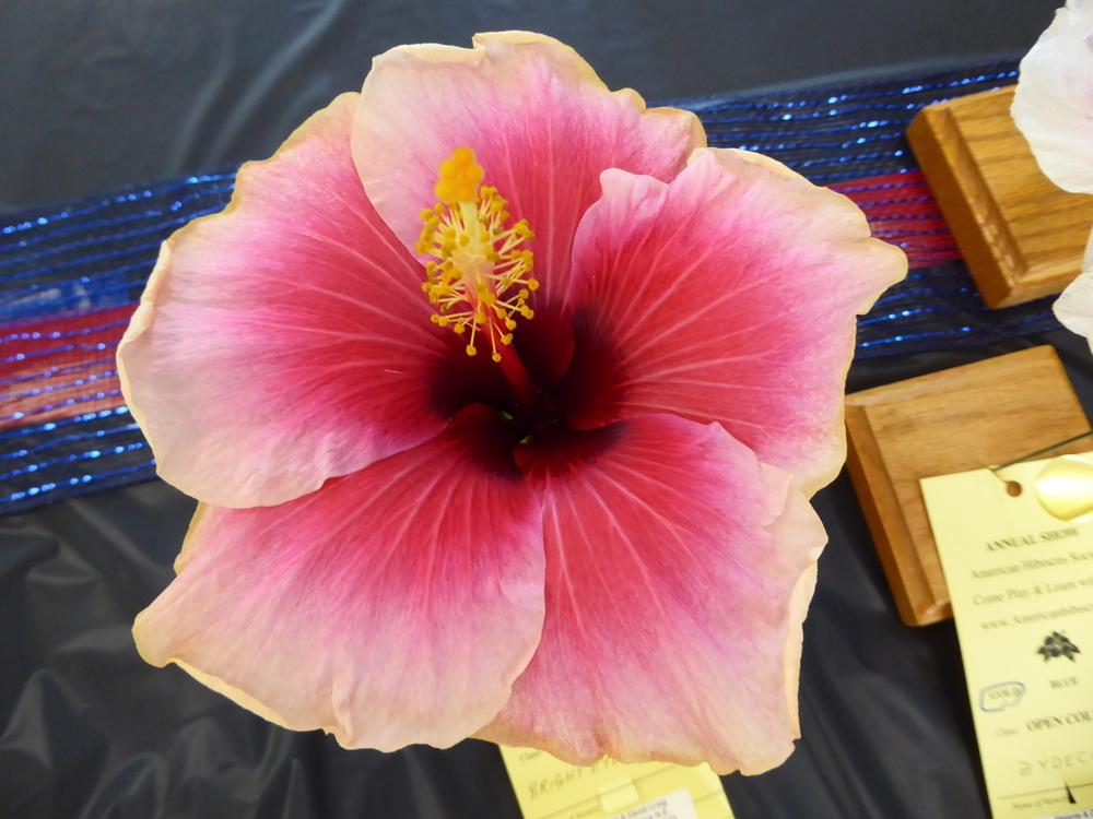 Photo of Tropical Hibiscus (Hibiscus rosa-sinensis 'Bright Eyes') uploaded by mellielong