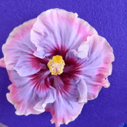 Location: Pinellas Park, FL
Date: 2016-05-29
Sunset Chapter, American Hibiscus Society show, Winner Best of Sh