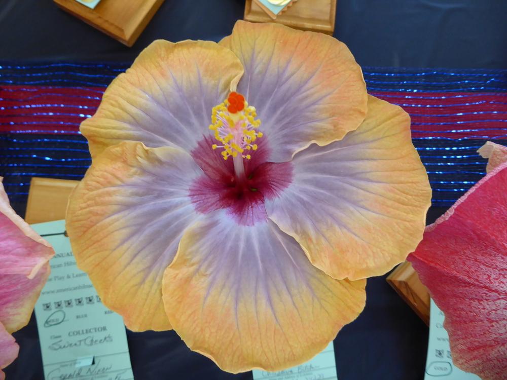 Photo of Tropical Hibiscus (Hibiscus rosa-sinensis 'Voodoo Queen') uploaded by mellielong