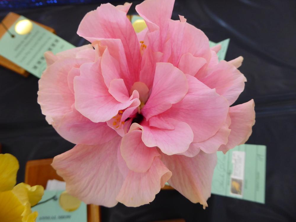 Photo of Tropical Hibiscus (Hibiscus rosa-sinensis 'Peach Blow') uploaded by mellielong