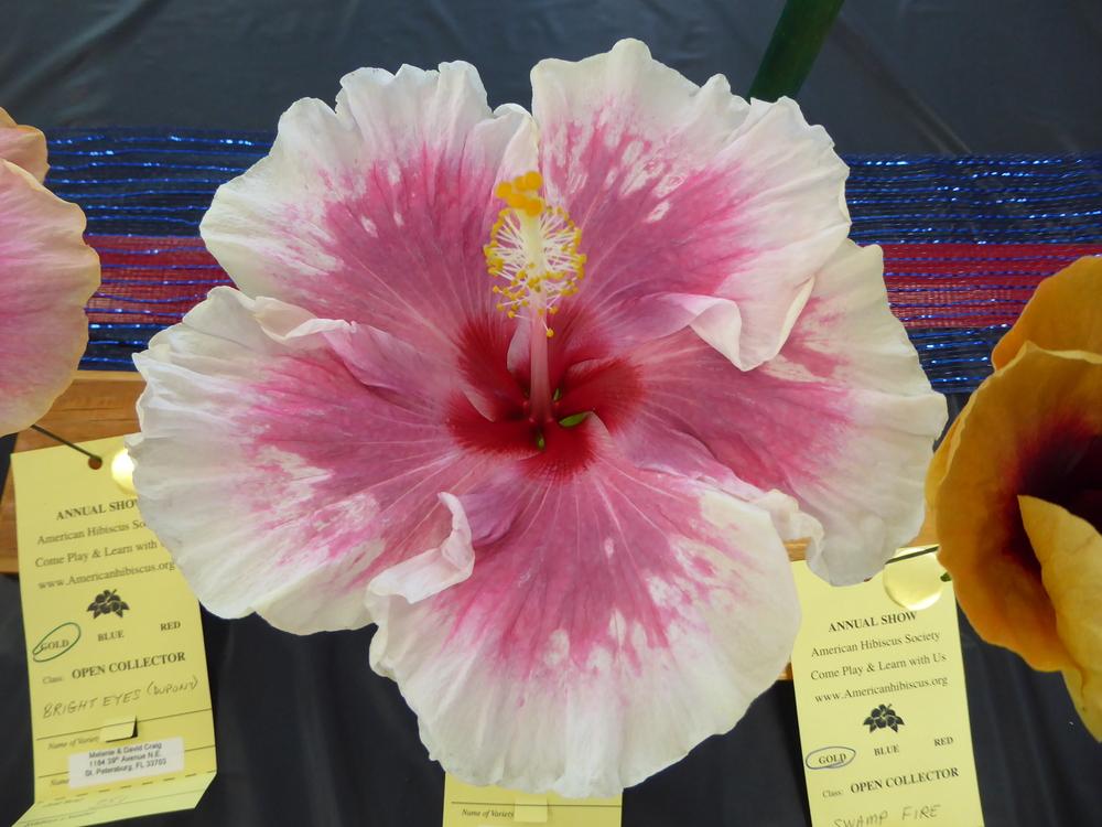 Photo of Tropical Hibiscus (Hibiscus rosa-sinensis 'Zydeco') uploaded by mellielong
