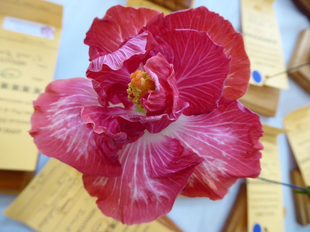 Photo of Tropical Hibiscus (Hibiscus rosa-sinensis 'Love Story') uploaded by mellielong