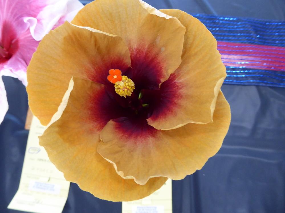 Photo of Tropical Hibiscus (Hibiscus rosa-sinensis 'Swamp Fire') uploaded by mellielong