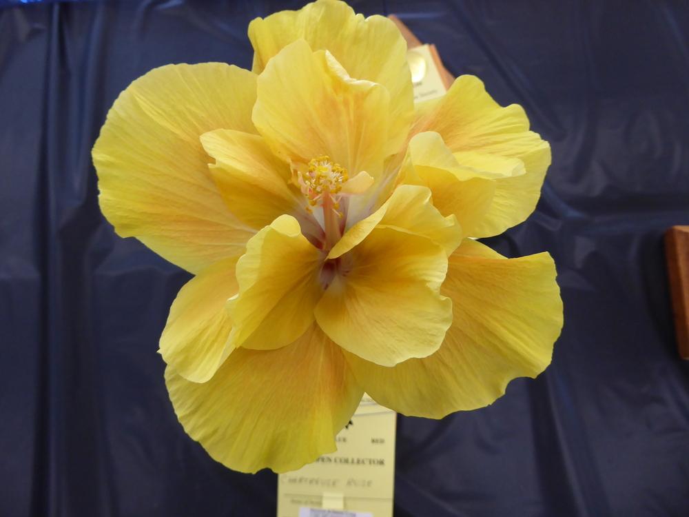 Photo of Tropical Hibiscus (Hibiscus rosa-sinensis 'Chartreuse Rose') uploaded by mellielong