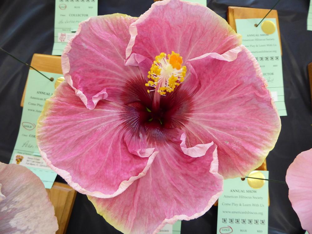 Photo of Tropical Hibiscus (Hibiscus rosa-sinensis 'Hotsy Totsy') uploaded by mellielong