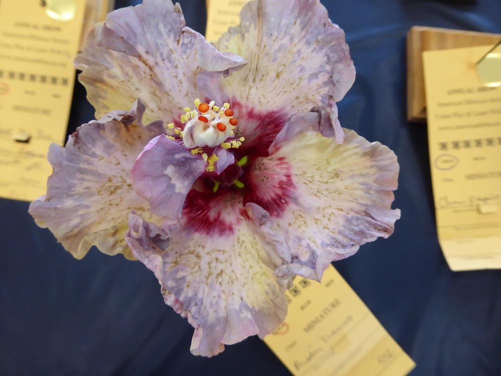 Photo of Tropical Hibiscus (Hibiscus rosa-sinensis 'Alluring Diamond') uploaded by mellielong