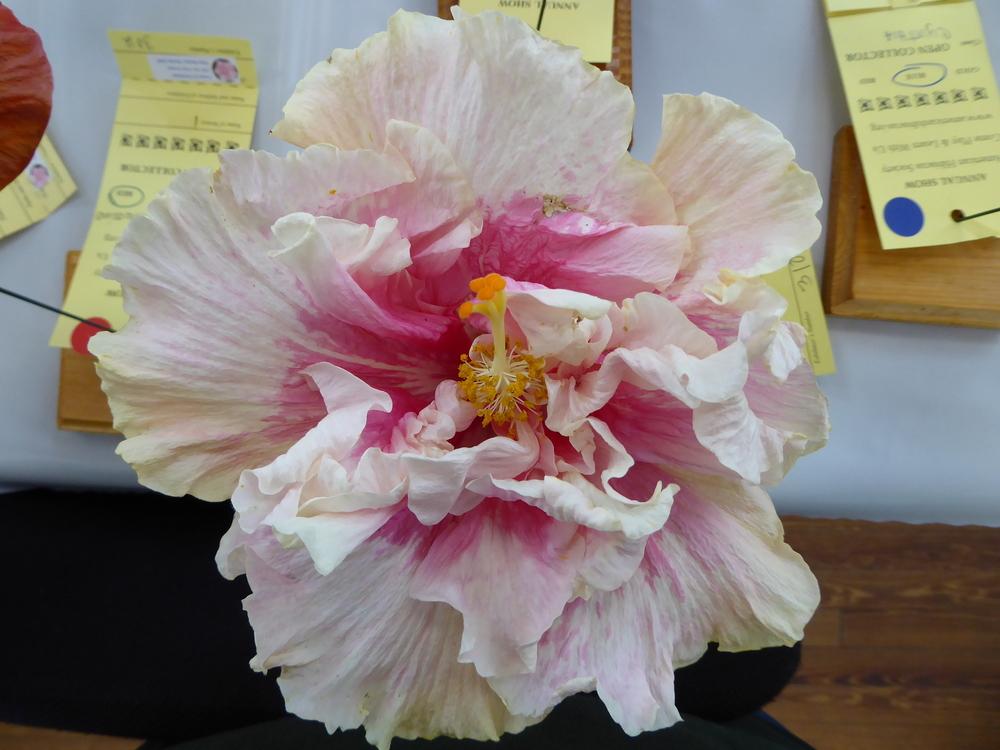 Photo of Tropical Hibiscus (Hibiscus rosa-sinensis 'Amber Suzanne') uploaded by mellielong