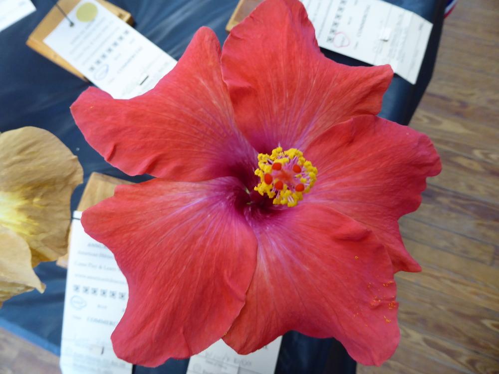 Photo of Tropical Hibiscus (Hibiscus rosa-sinensis 'Windy Days') uploaded by mellielong