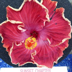 Location: Pinellas Park, FL
Date: 2016-05-29
Sunset Chapter, American Hibiscus Society show, Winner Amateur Si