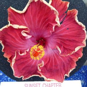 Sunset Chapter, American Hibiscus Society show, Winner Amateur Si