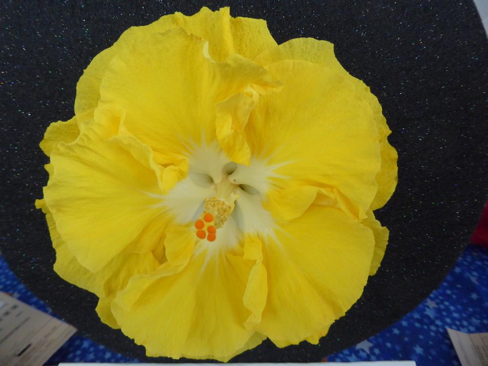 Photo of Tropical Hibiscus (Hibiscus rosa-sinensis 'Moon Dance') uploaded by mellielong
