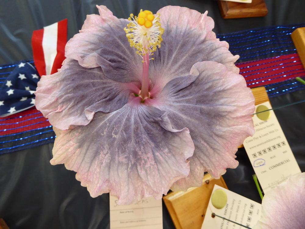 Photo of Tropical Hibiscus (Hibiscus rosa-sinensis 'Seven Seas') uploaded by mellielong