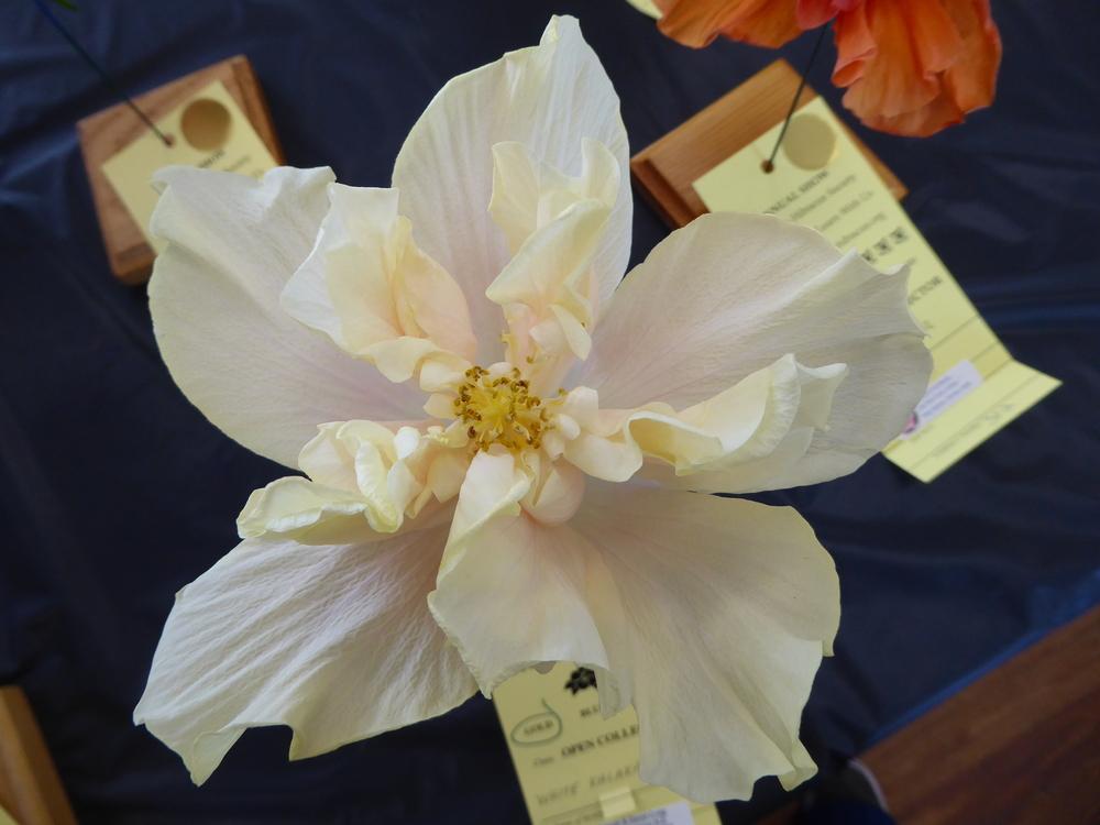 Photo of Tropical Hibiscus (Hibiscus rosa-sinensis 'White Kalakaua') uploaded by mellielong