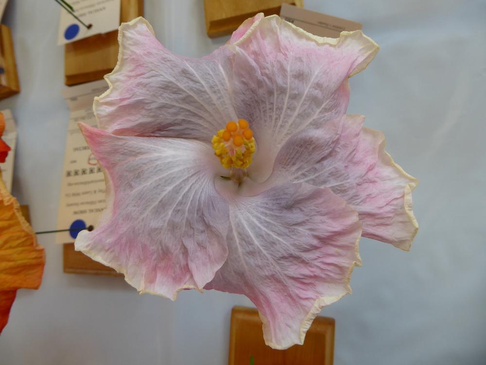 Photo of Tropical Hibiscus (Hibiscus rosa-sinensis 'Pink on the Mountain') uploaded by mellielong
