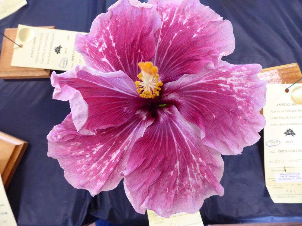 Photo of Tropical Hibiscus (Hibiscus rosa-sinensis 'Purple Magic') uploaded by mellielong