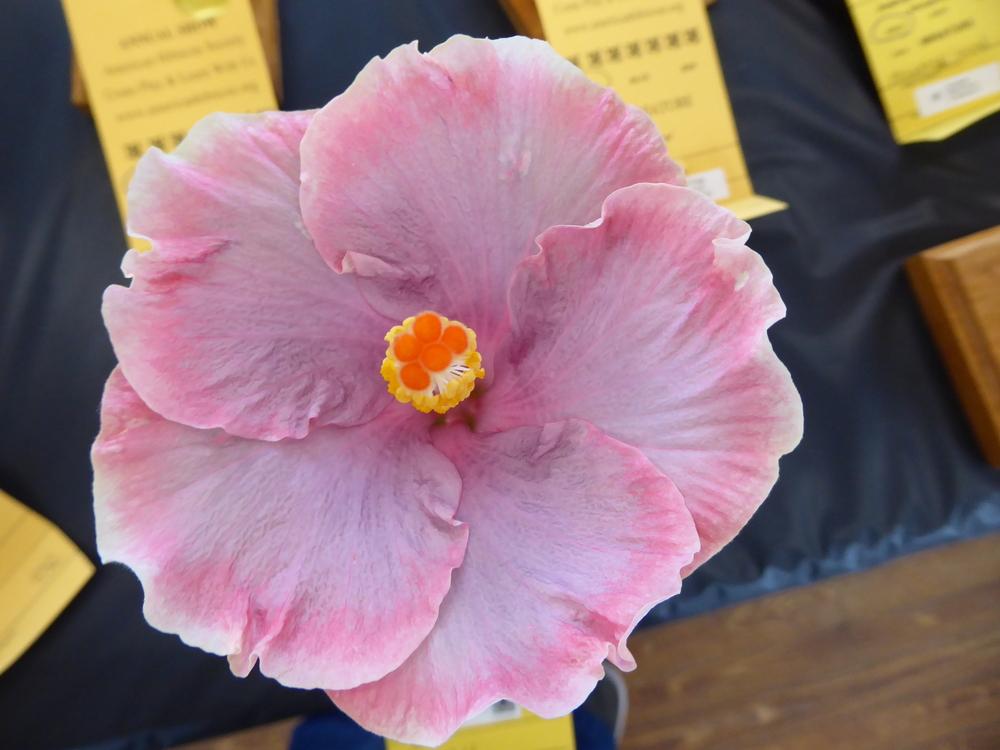 Photo of Tropical Hibiscus (Hibiscus rosa-sinensis 'Ima Pink') uploaded by mellielong
