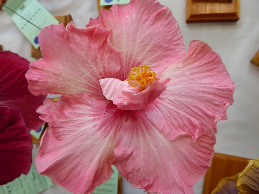Photo of Tropical Hibiscus (Hibiscus rosa-sinensis 'Nectar Pink') uploaded by mellielong