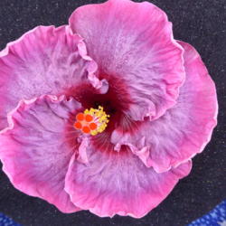 Location: Pinellas Park, FL
Date: 2016-05-29
Sunset Chapter, American Hibiscus Society show, Winner Open Colle
