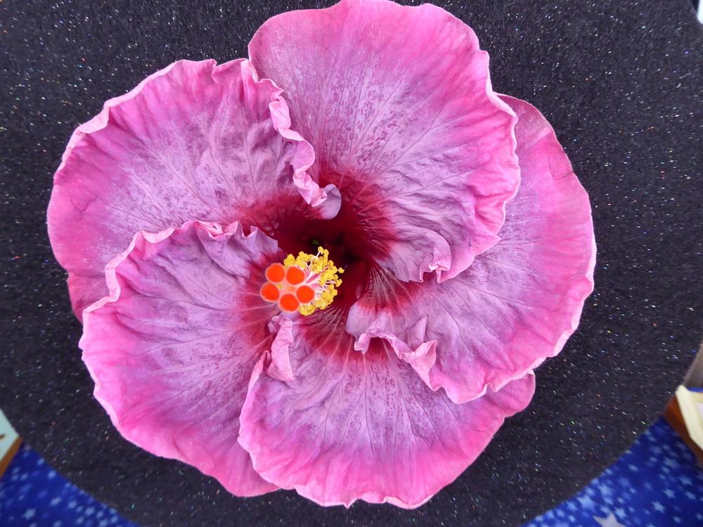 Photo of Tropical Hibiscus (Hibiscus rosa-sinensis 'Barry's Royal Velvet') uploaded by mellielong