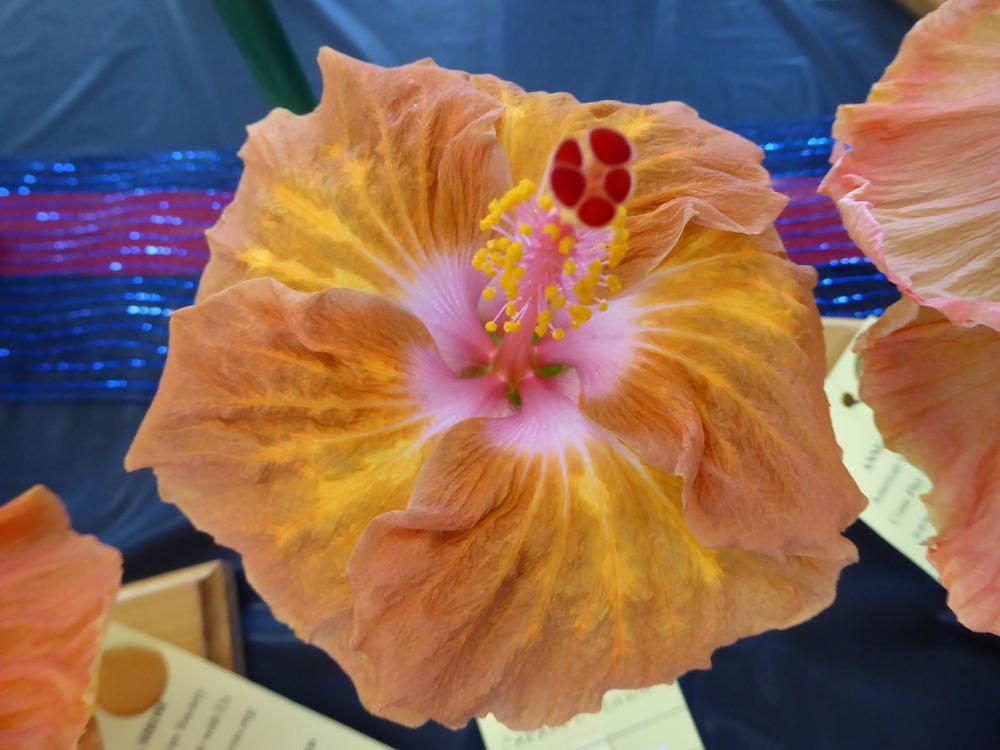 Photo of Tropical Hibiscus (Hibiscus rosa-sinensis 'Carmel Dawn') uploaded by mellielong