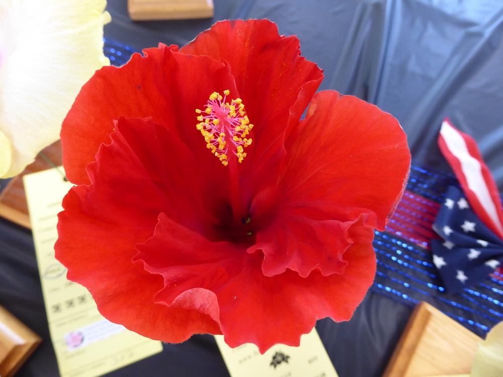 Photo of Tropical Hibiscus (Hibiscus rosa-sinensis 'Baja Breeze') uploaded by mellielong