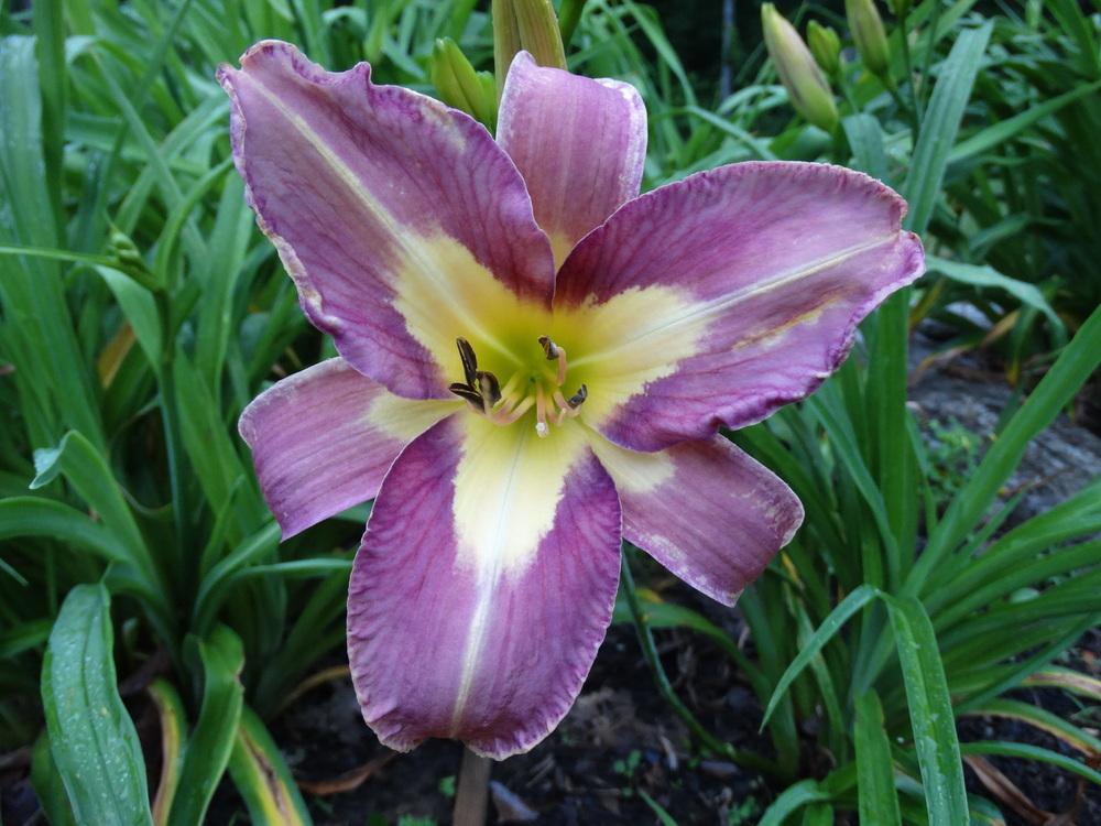 Photo of Daylily (Hemerocallis 'Aerial Applique') uploaded by tgarden711